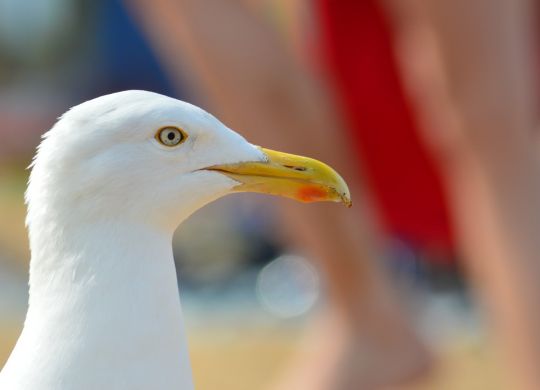 seagull-183229_1280